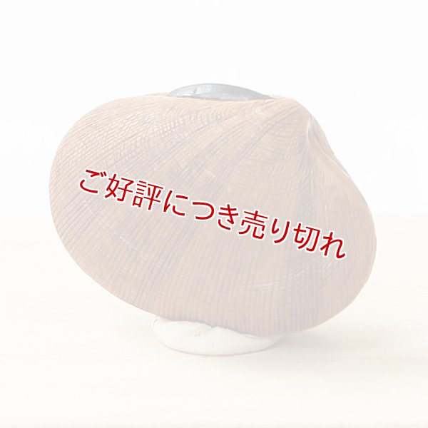 画像1: 黄楊根付　あさり【岡壱名入り】　【2016年12月26日公開】 (1)