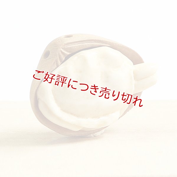 画像1: 根付　あさり（黄楊と象牙）【岡壱名入り】 (1)