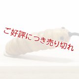 黄楊根付　蚕（大）【岡壱名入り】（2024年11月20日掲載） ※桐箱付き