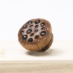 画像1: 黄楊根付　蓮（中）【岡壱名入り】【桐箱付き】（2025年12月8日掲載）