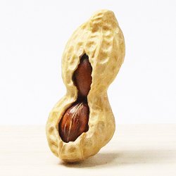 画像1: 黄楊根付　落花生 2個実入り【岡壱名入り】【桐箱付き】（2025年12月10日掲載）