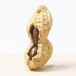 画像1: 黄楊根付　落花生 2個実入り【岡壱名入り】（2026年1月30日掲載）