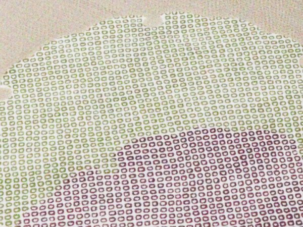 画像4: 帯揚げ　うずら縮緬雪輪染匹田　（02） (4)